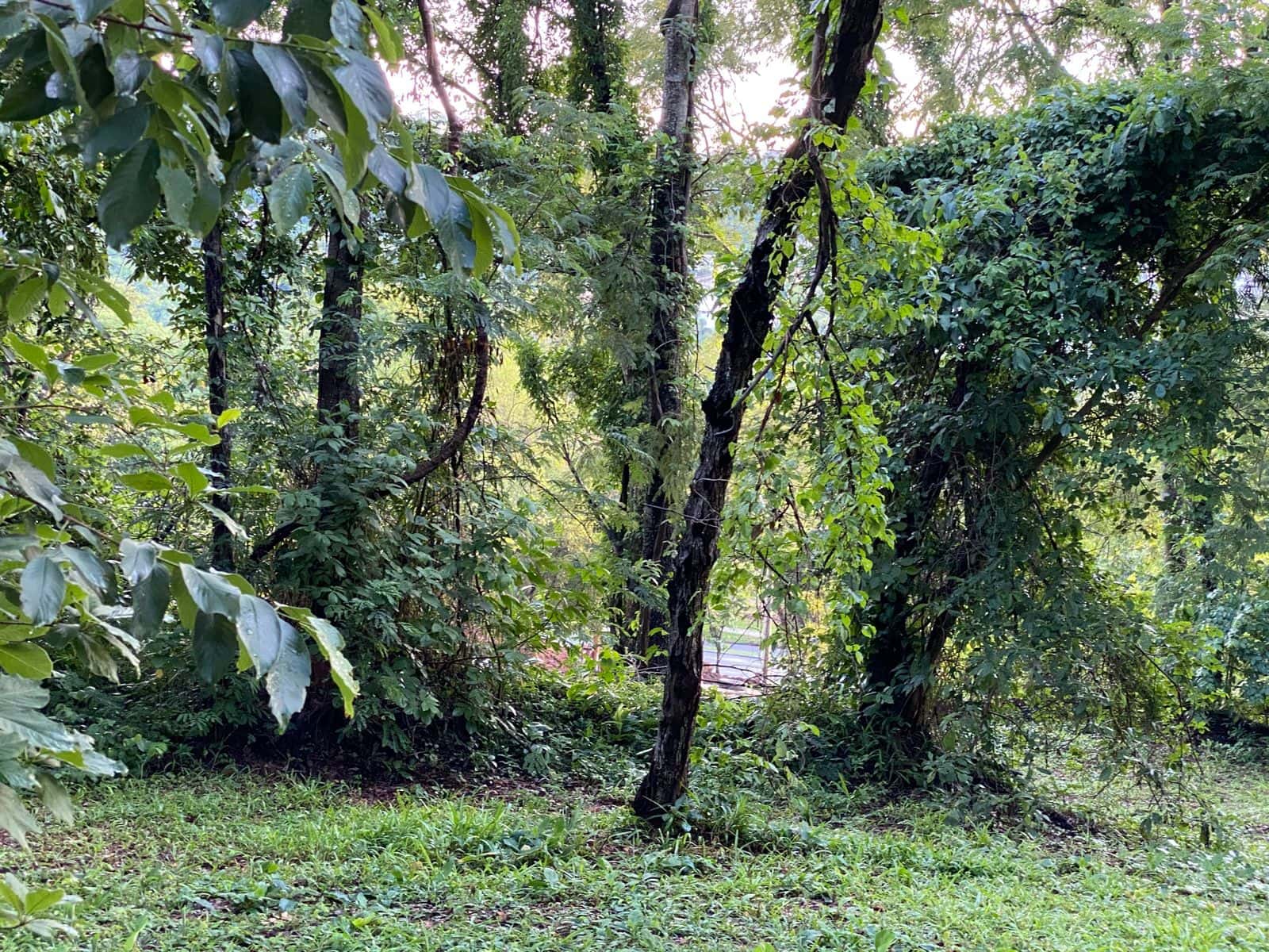 Lote Aldeia do Vale 2.030m²