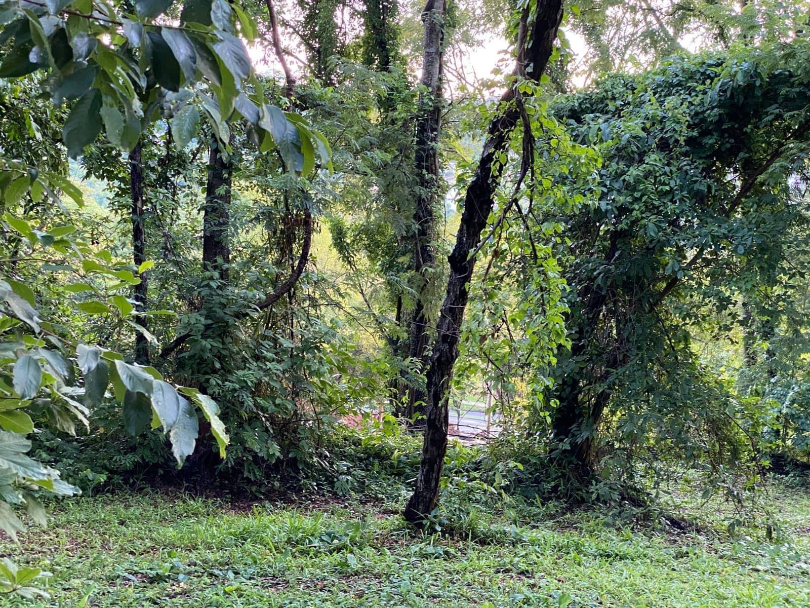 Lote Aldeia do Vale 2.030m²