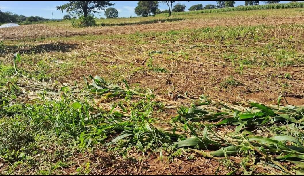 Área Conjunto Habitacional Jardim Sabiá 96800M²