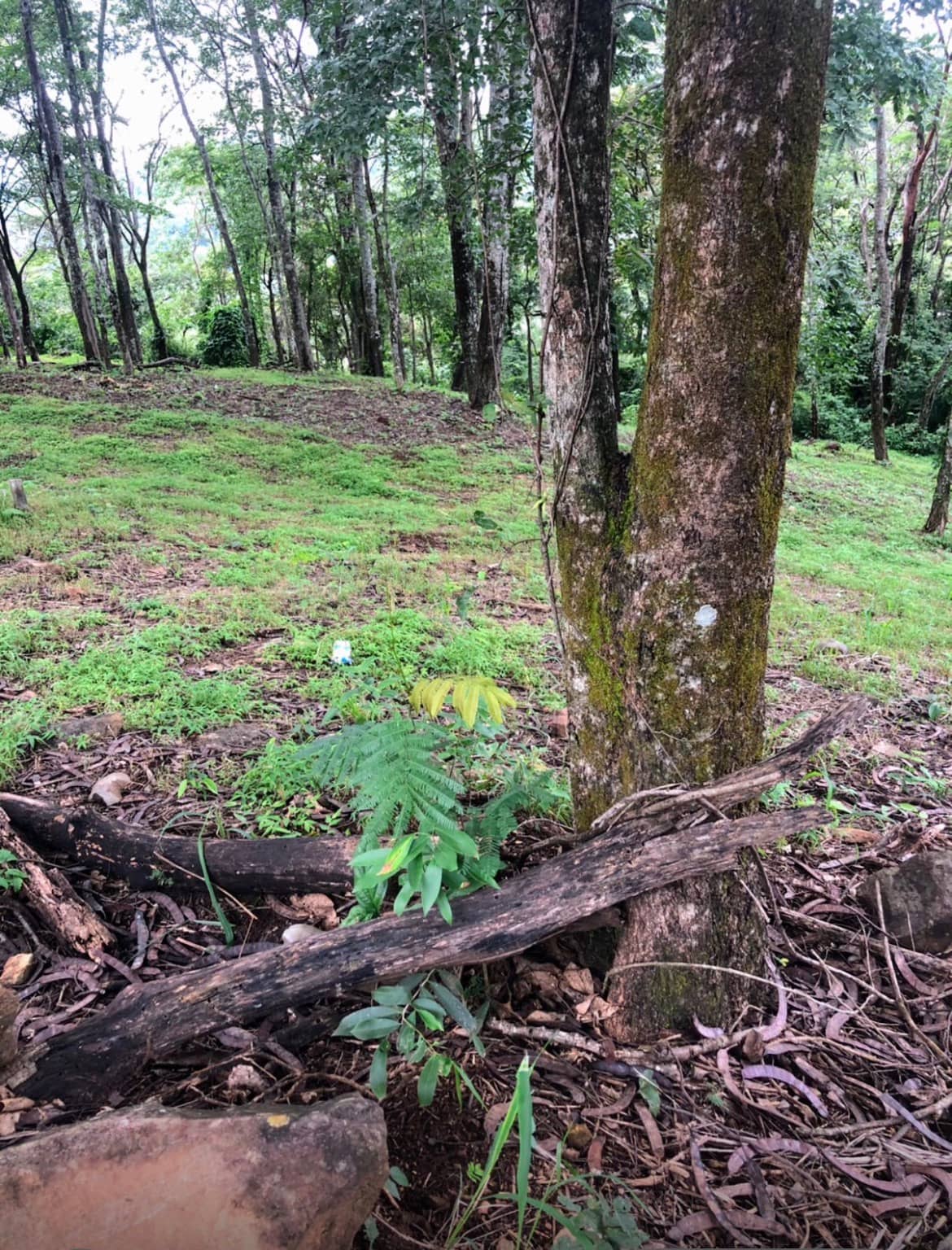 Área Aldeia do Vale 2.525m²