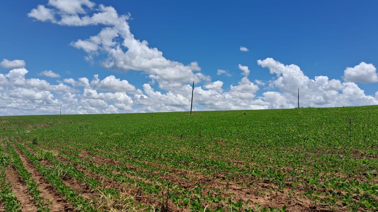 Fazenda em Silvânia Goiás 7 alqueires de terra produtiva rica em agua bem localizada oportunidade
