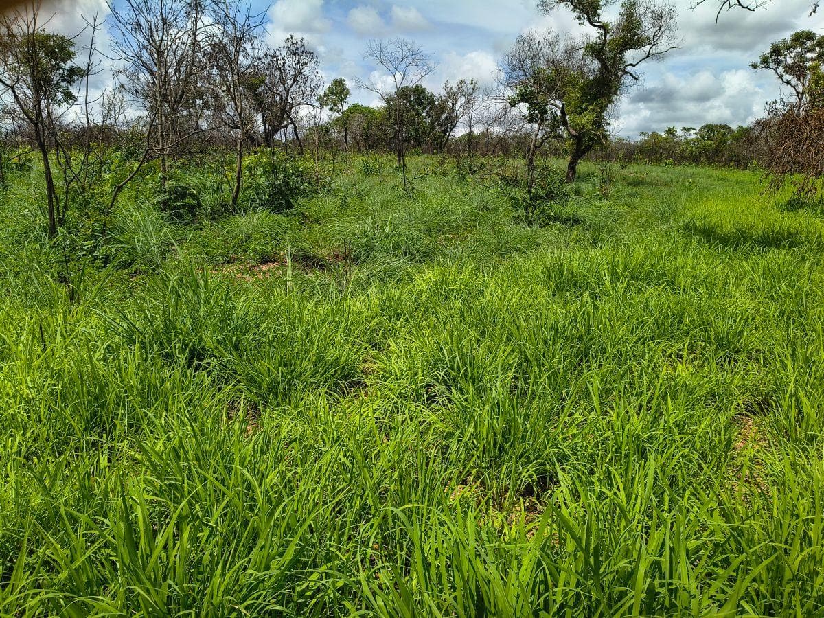 Fazenda em Colinas do Sul 52 Alqueires ou 252 hectare