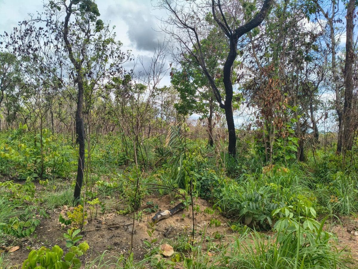 Fazenda em Colinas do Sul 52 Alqueires ou 252 hectare