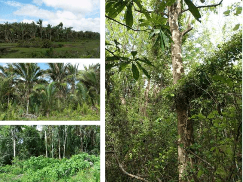 Fazenda Recanto da Lagoa Nova 21.728.700m²