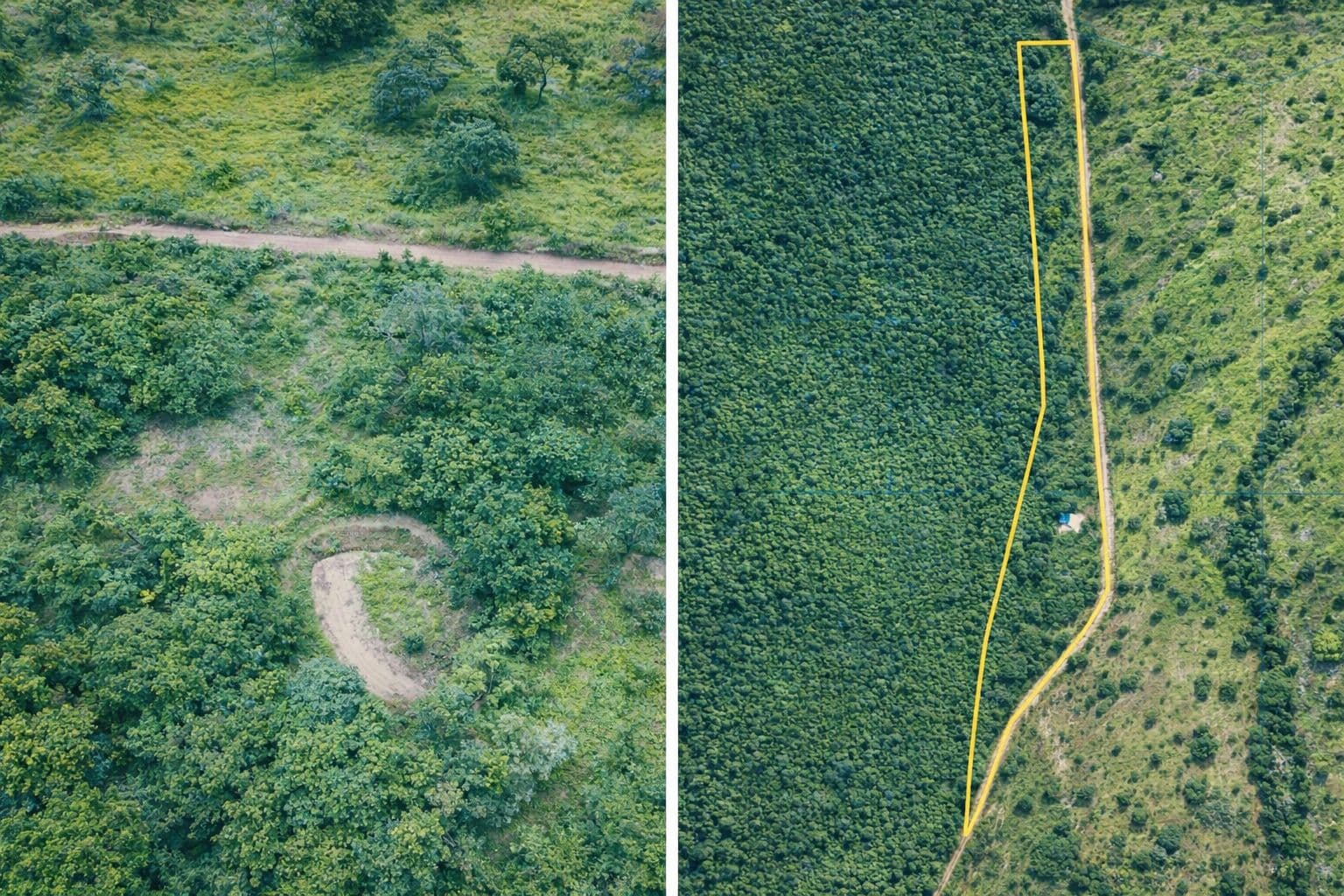 Aerea