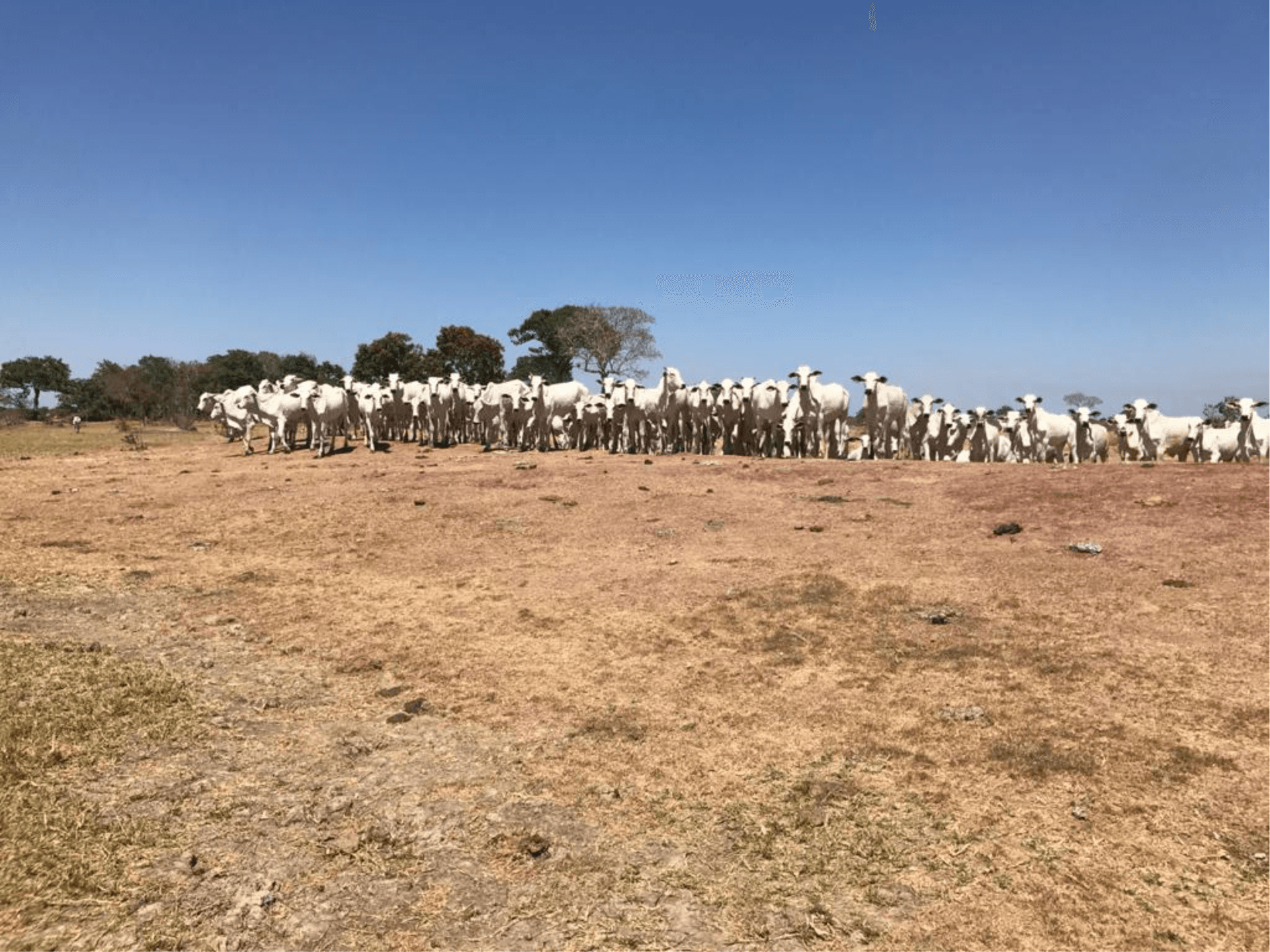 Fazenda com 12.145 ha para Gado , Pecuária região estratégica  no estado de Mato Grosso divisa com estados de Goiás e Tocantins