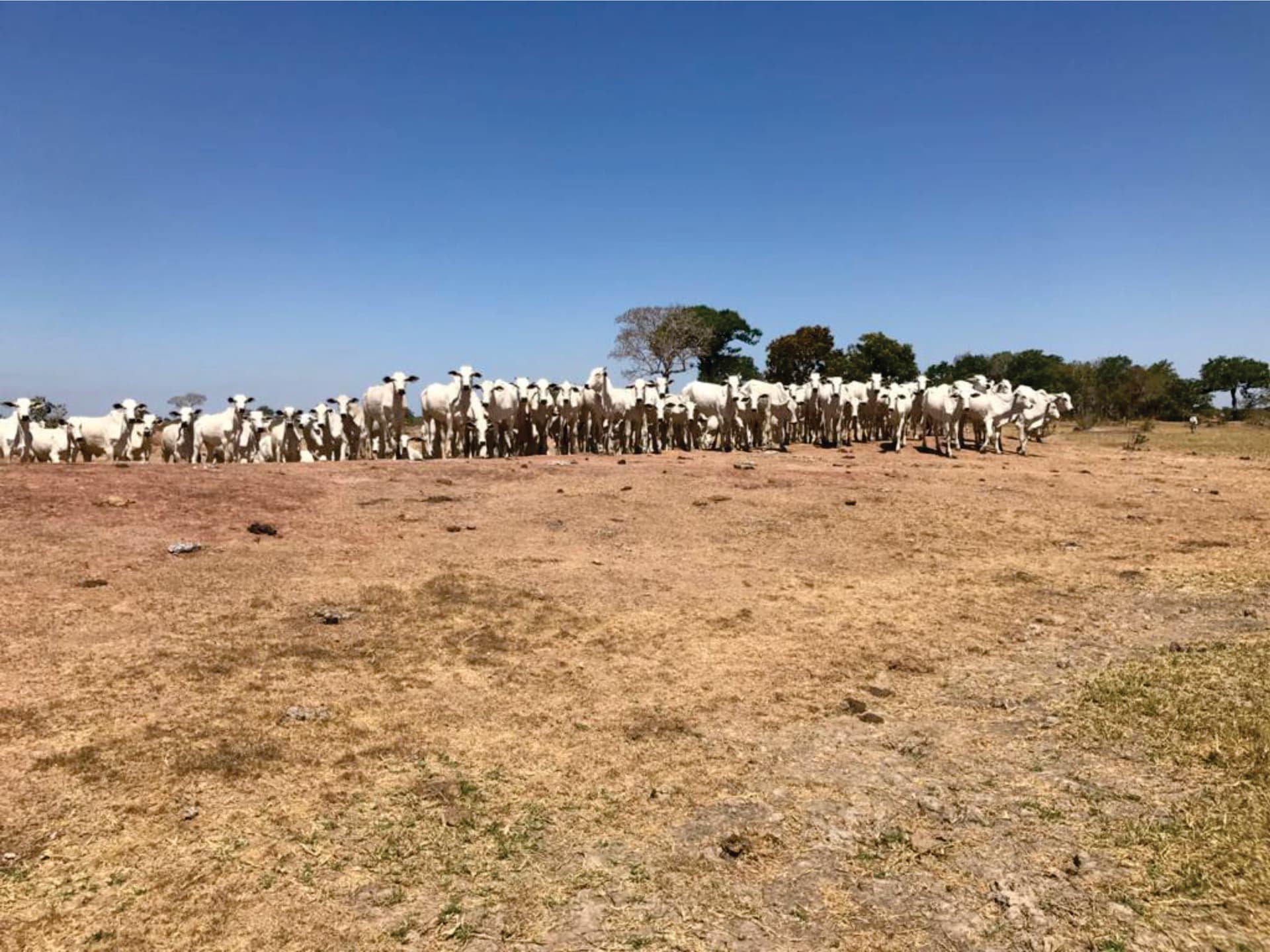 Fazenda rica em lagos com 10.043,14 ha no Mato grosso divisa com Tocantins e Goiás município de Cocalinho