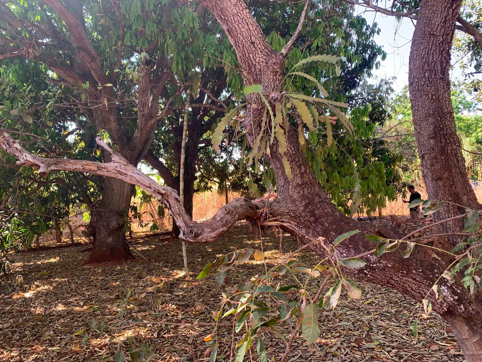 ÁREA À VENDA EM BELA VISTA DE GOIÁS PRÓXIMA À GO-020
