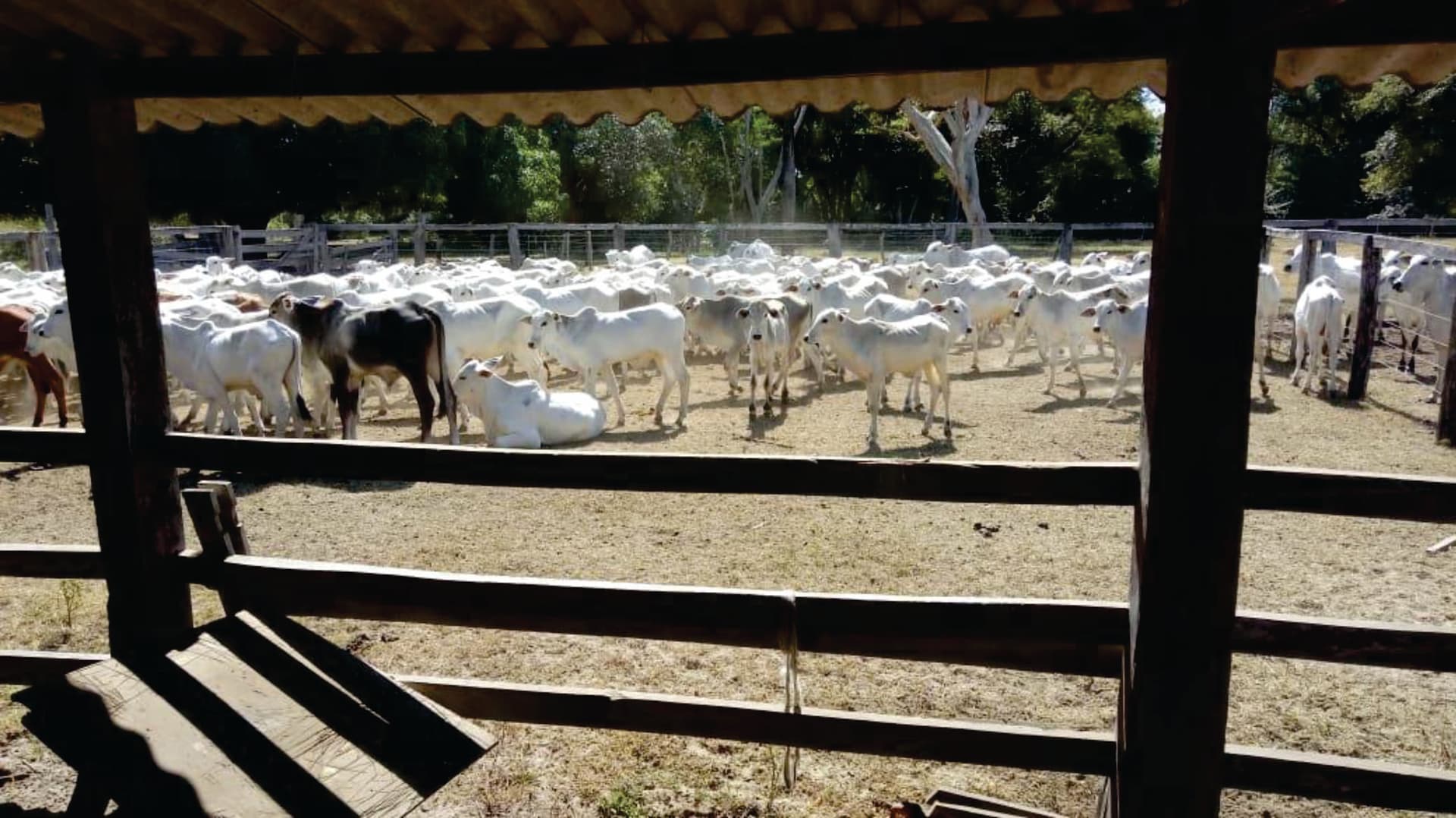 Fazenda para pecuária em Cocalinho Mato Grosso com 9.721ha divisa com GO e TO
