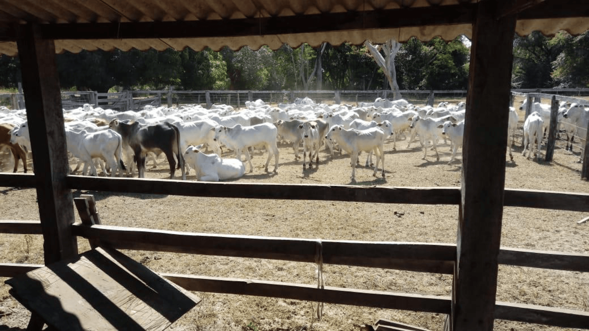 Fazenda com 12.145 ha para Gado , Pecuária região estratégica  no estado de Mato Grosso divisa com estados de Goiás e Tocantins