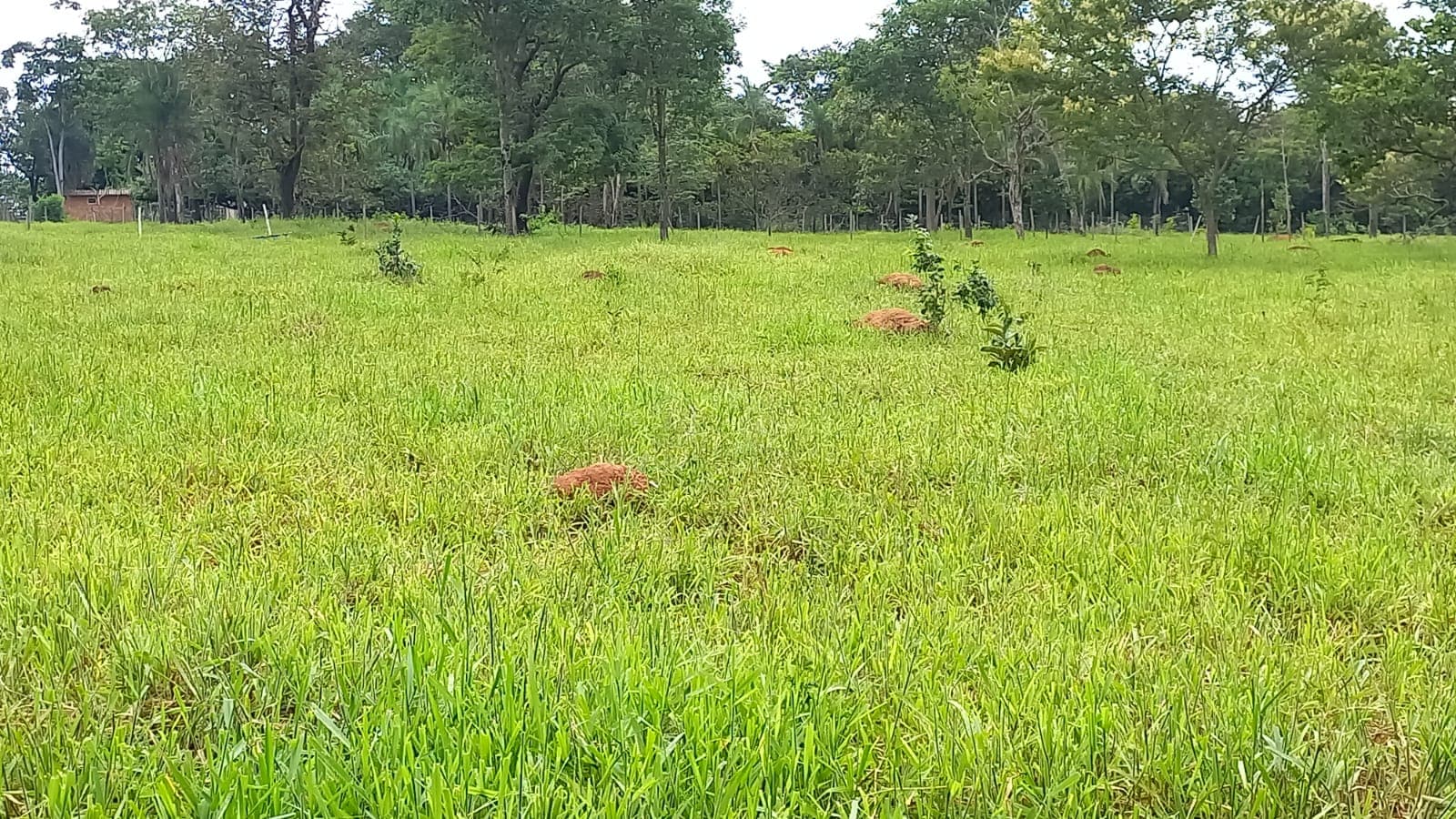 Chácara de vinte e um mil metros em Bela Vista de Goiás saída pra Goiãnia GO-020