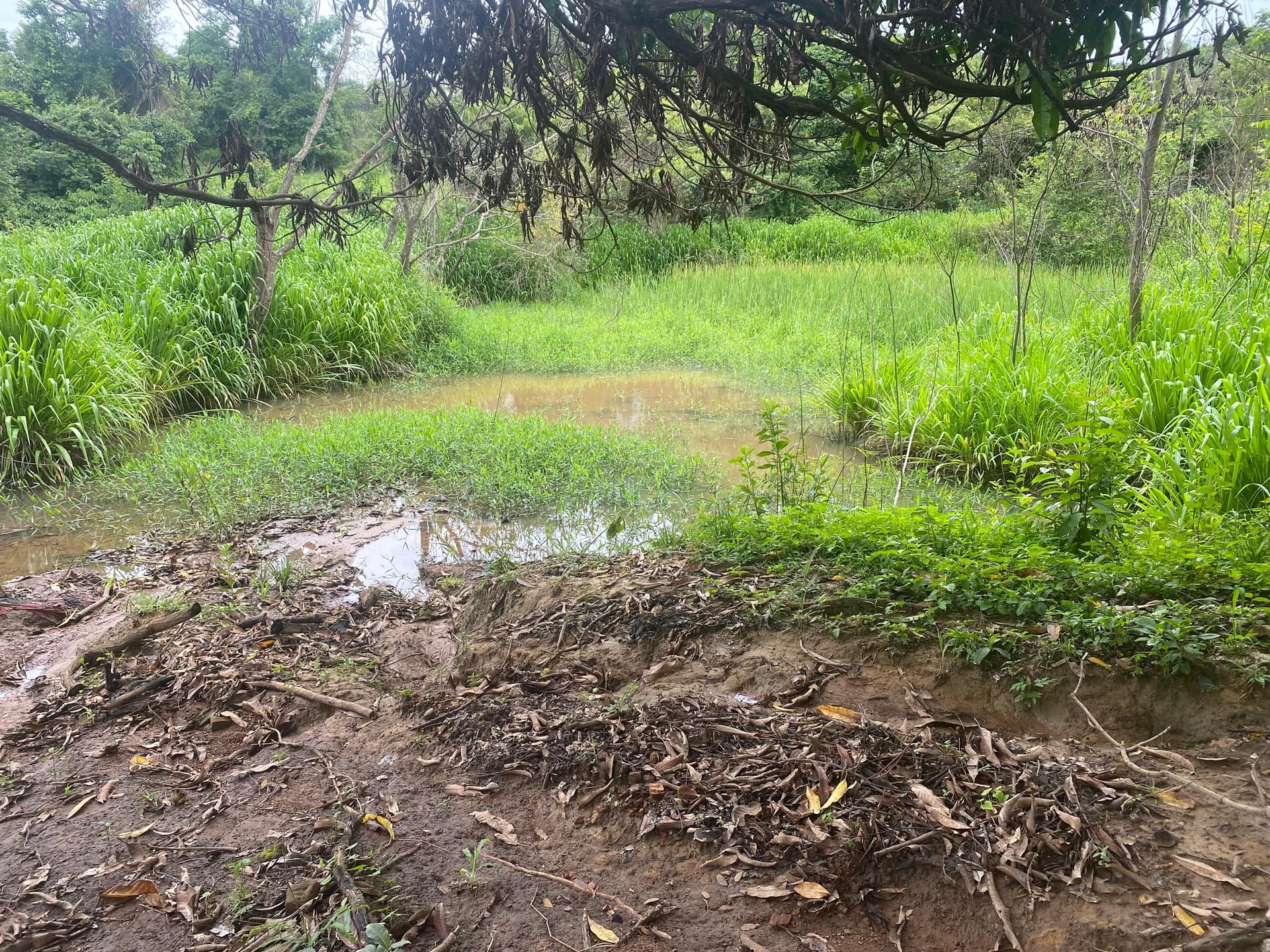 Chácara em Bela Vista de Goiás - 42.000 m²