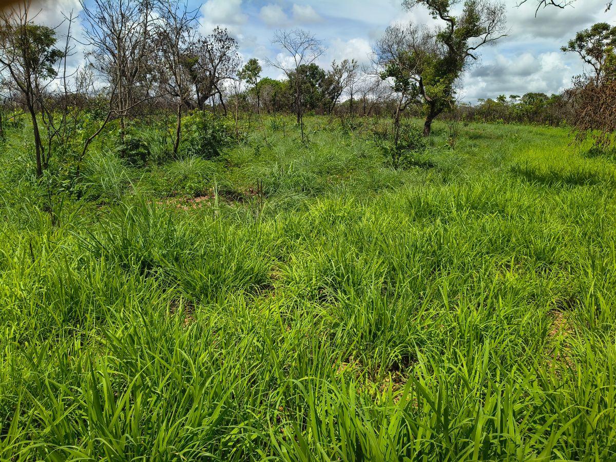 Fazenda em Colinas do Sul 52 Alqueires ou 252 hectare