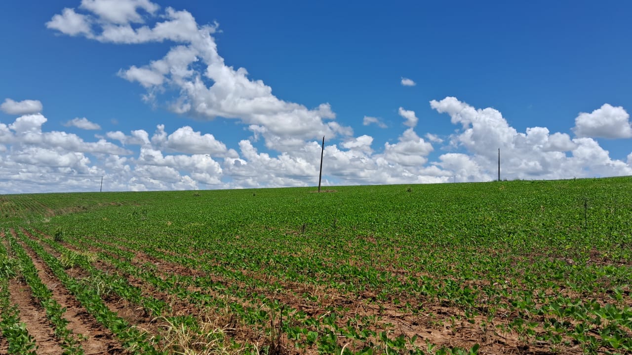 Fazenda em Silvânia Goiás 7 alqueires de terra produtiva rica em agua bem localizada oportunidade