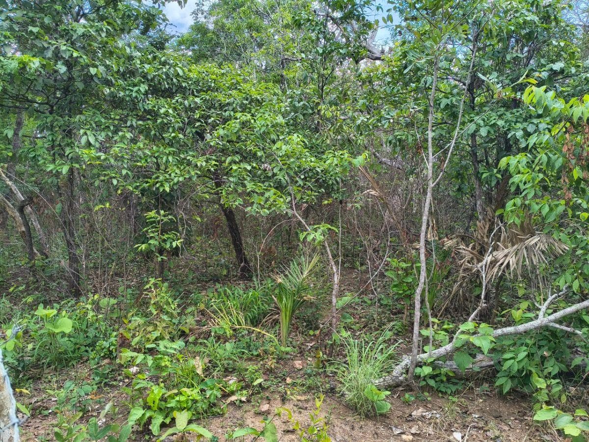 Fazenda em Colinas do Sul 52 Alqueires ou 252 hectare