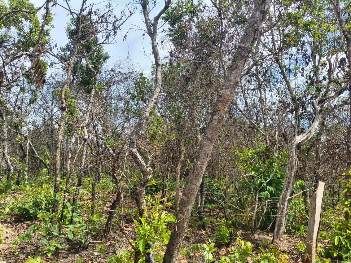 Fazenda em Colinas do Sul 52 Alqueires ou 252 hectare