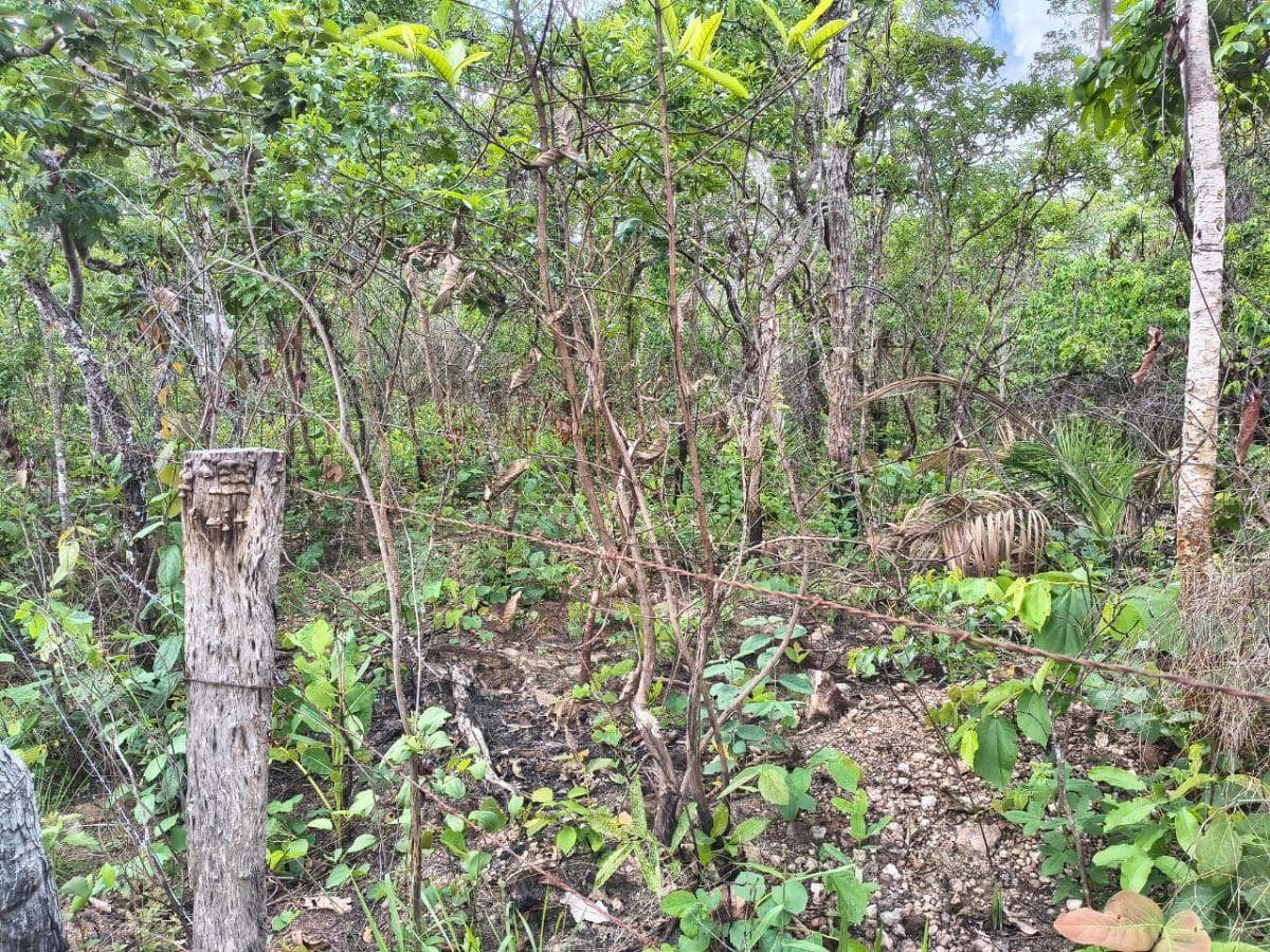 Fazenda em Colinas do Sul 52 Alqueires ou 252 hectare