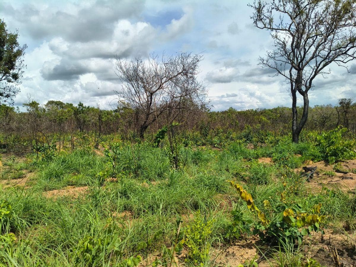Fazenda em Colinas do Sul 52 Alqueires ou 252 hectare
