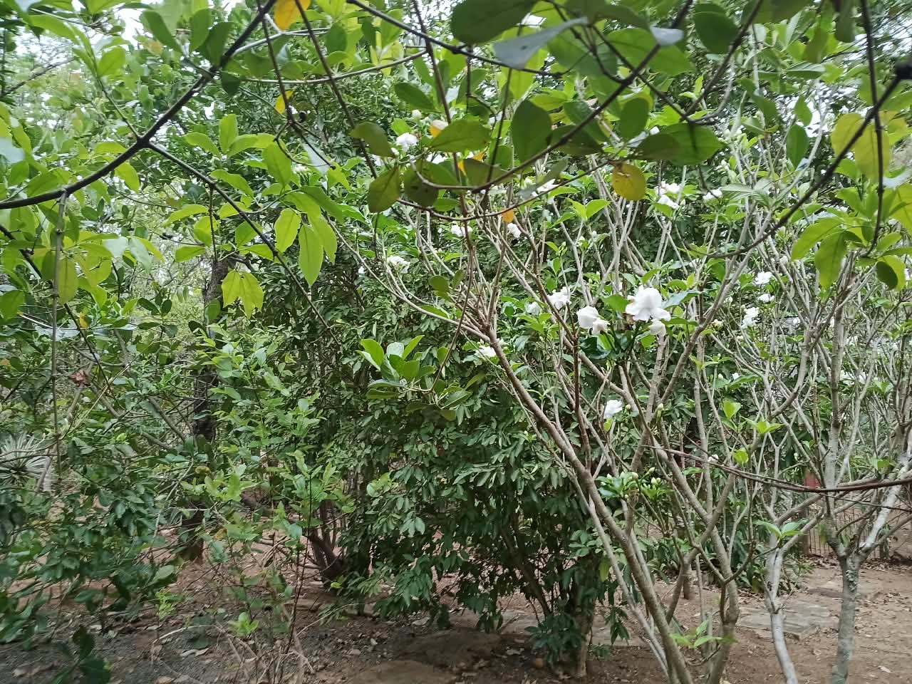 Chácara em Condomínio Fechado em Pirenópolis