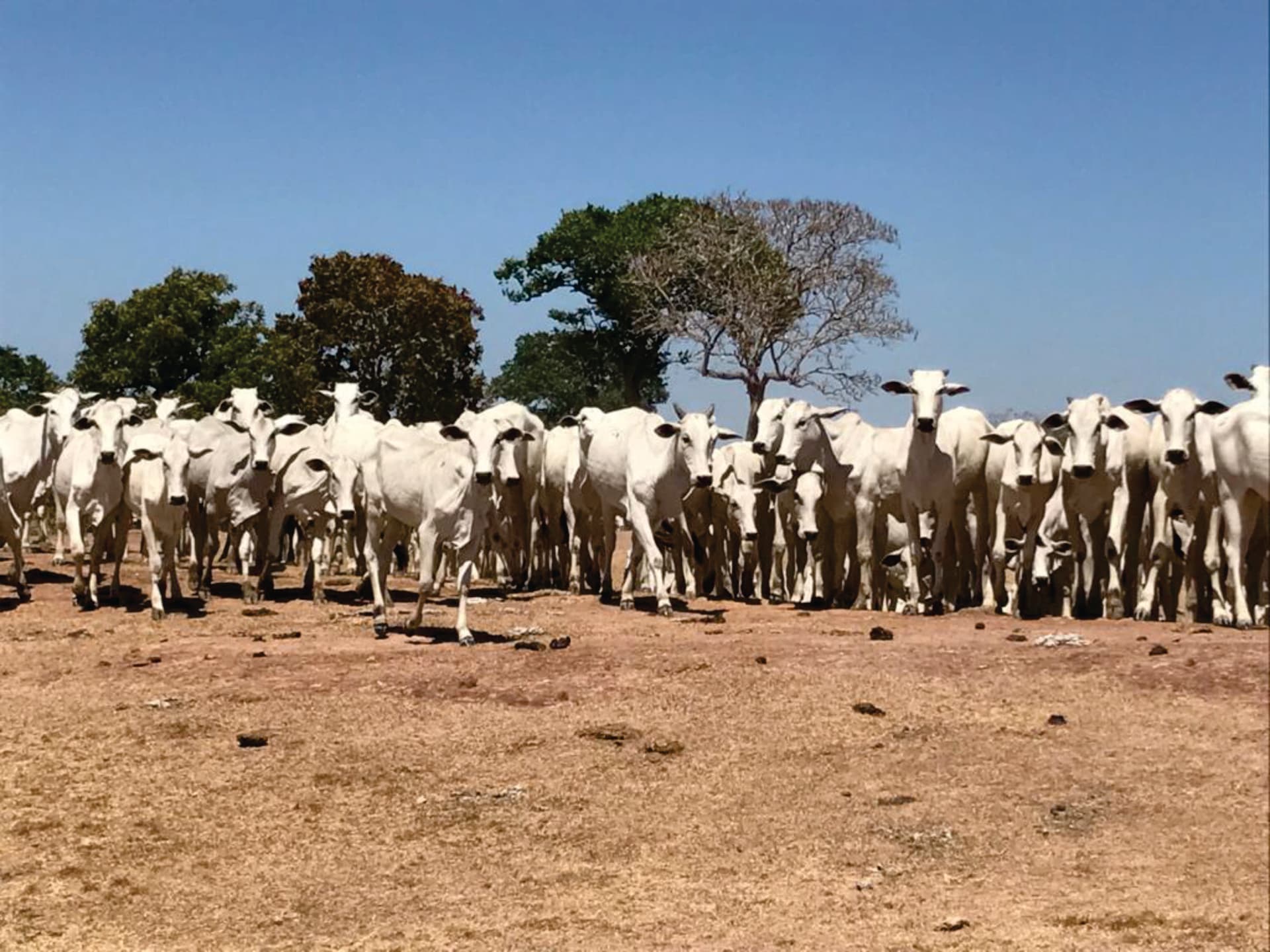 Oportunidade única fazenda gigante Mato Grosso para pecuária de grande escala divisa Goiás e Tocantins
