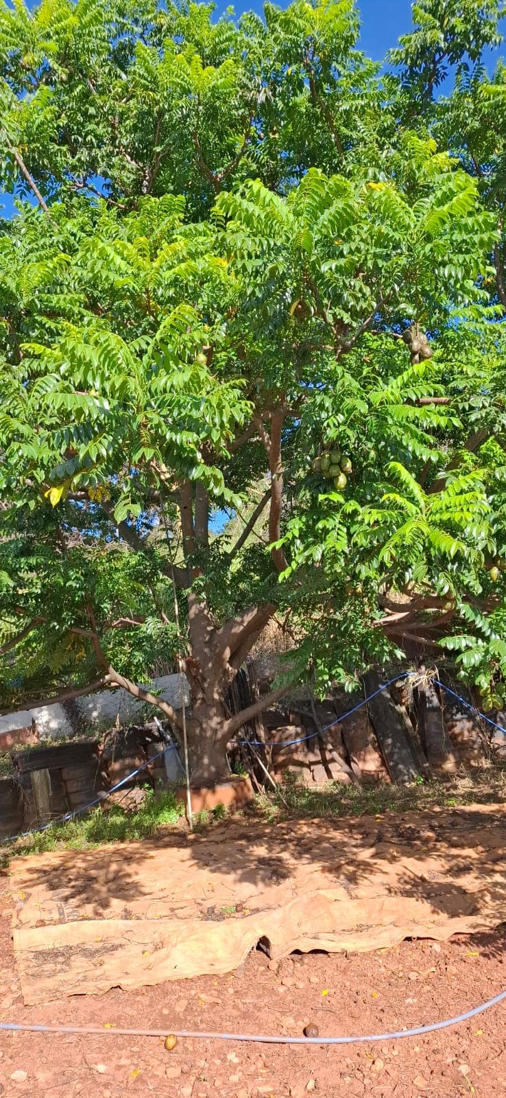 Área no Jardim Novo Mundo 2199m²