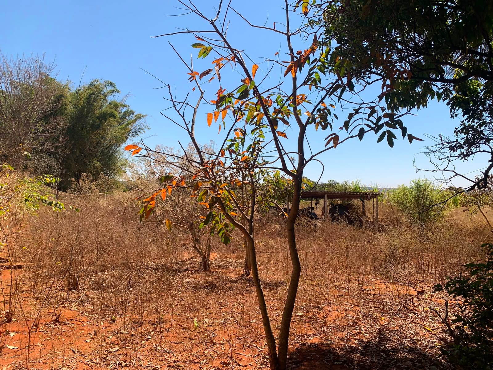 ÁREA À VENDA EM BELA VISTA DE GOIÁS PRÓXIMA À GO-020