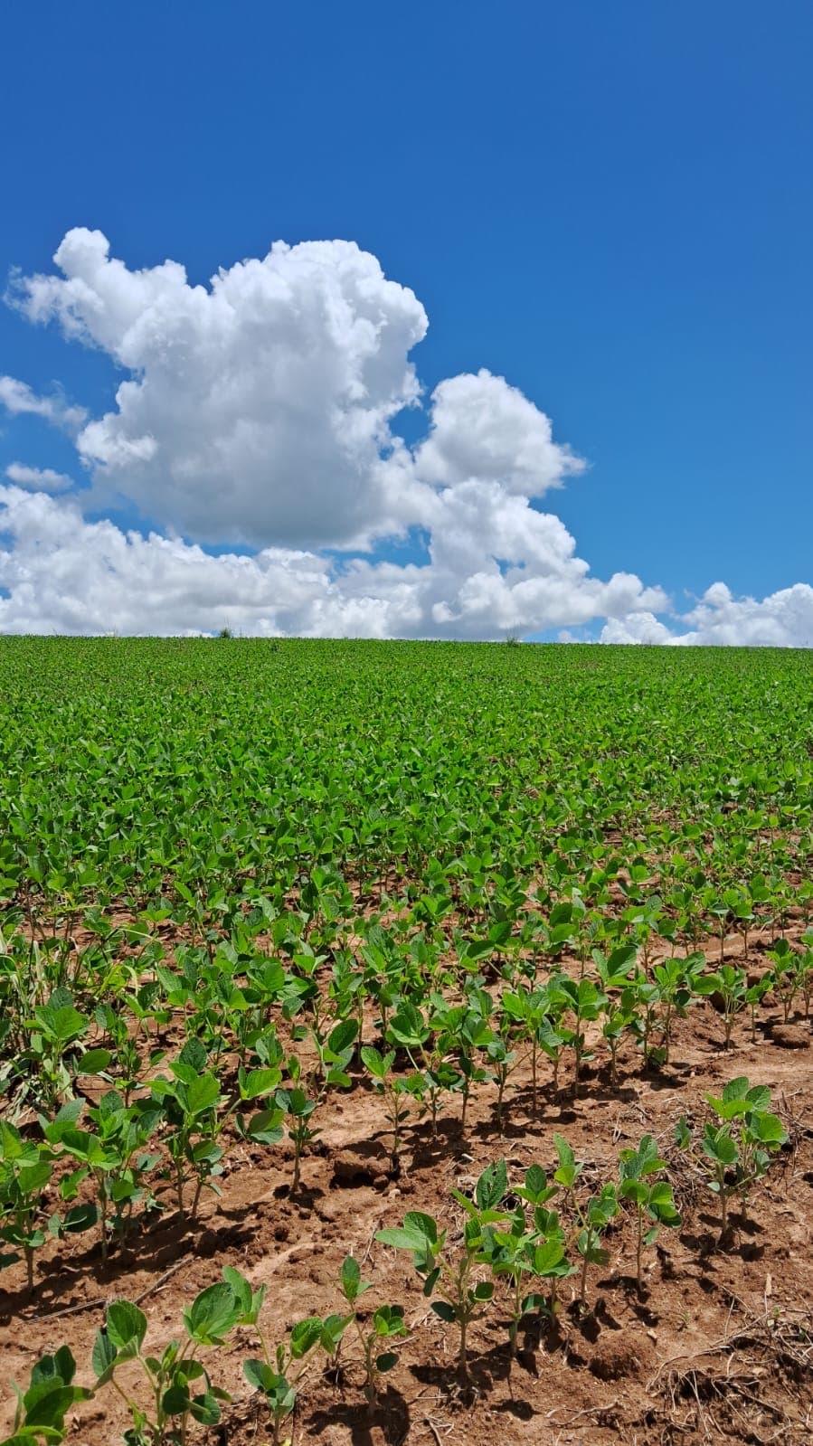 Fazenda em Silvânia Goiás 7 alqueires de terra produtiva rica em agua bem localizada oportunidade
